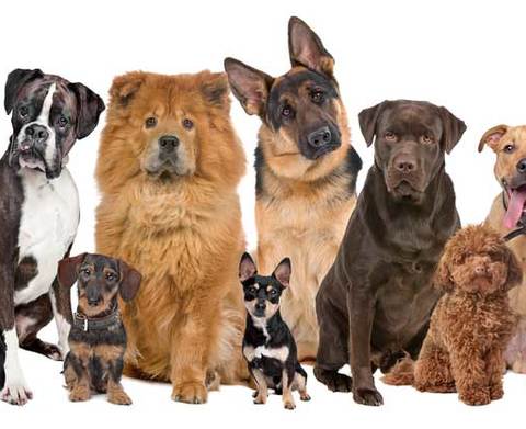 «Бердичів – 2018»